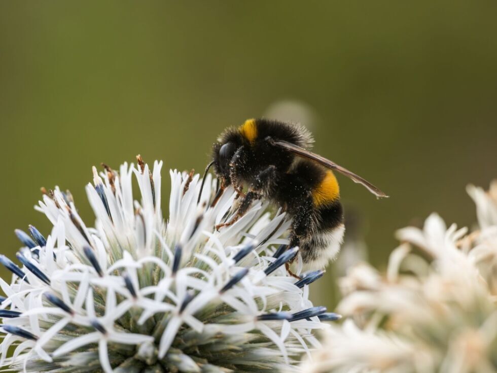 Nahezu 100 Wildbienenarten in Europa zusätzlich bedroht