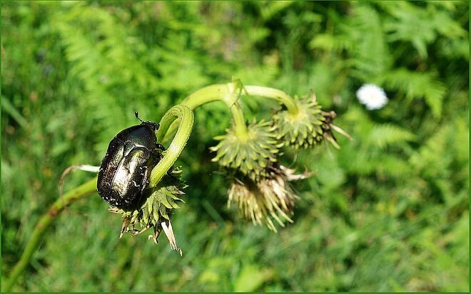 . . . nett, hier zu schaukeln . . . 