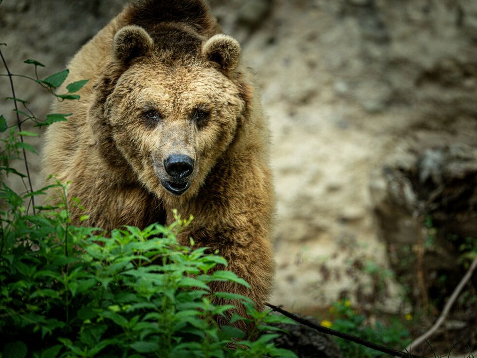 V živalskem vrtu v Salzburgu žalujejo za priljubljenim rjavim medvedom Aragornom