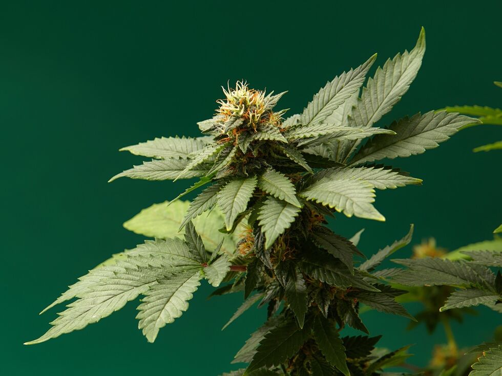 Neue Studie: Cannabis-Arznei lindert chronischen Rückenschmerz