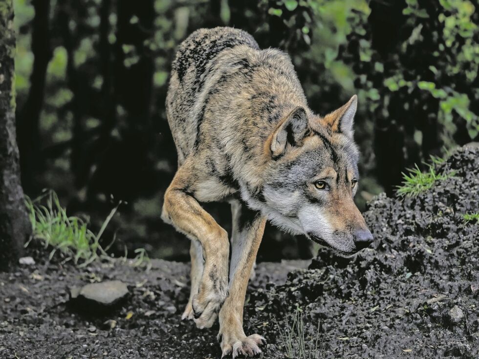 Neuer Verdacht auf Wolf in Goldegg, bestätigter Riss in Pfarrwerfen - "möglicherweise drei aktive Wölfe in Salzburg"