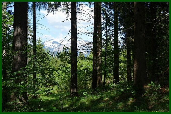 Nicht markierter Waldweg
