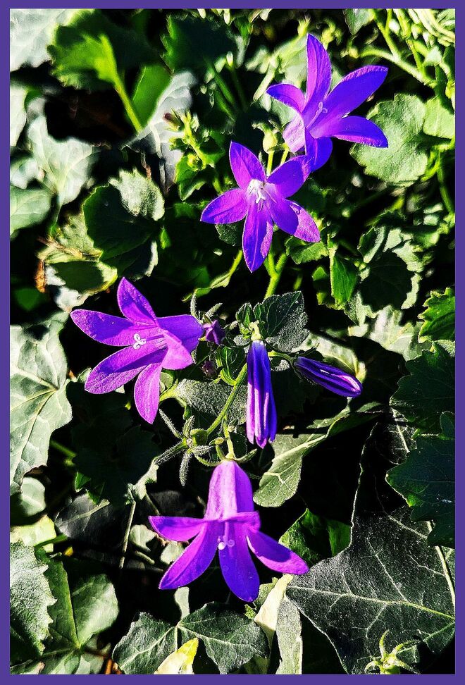 . . .  noch erfreulich blühfreudig . . . .