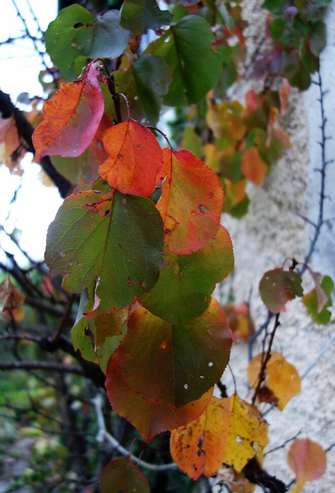 . . . ein kleines Leuchten noch . . . 