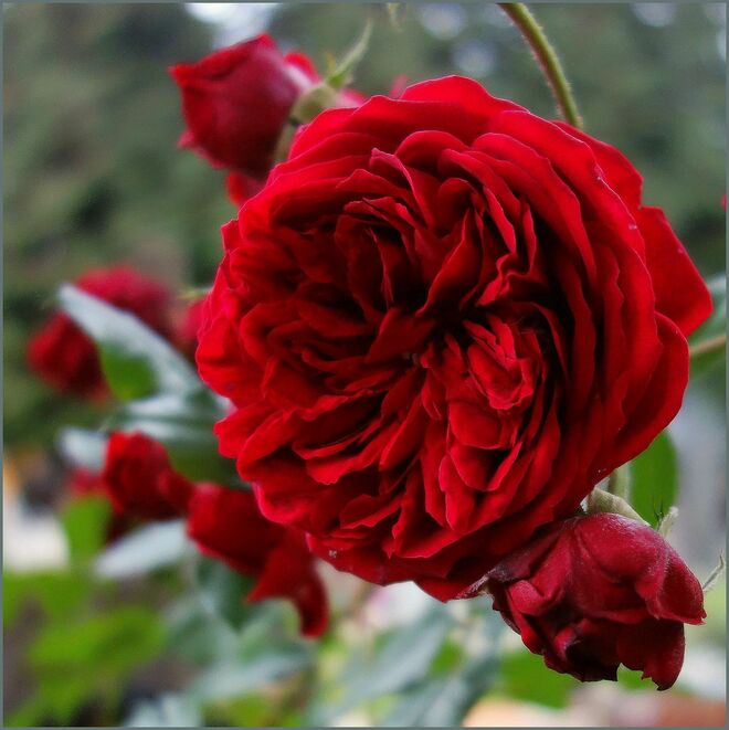 ..... noch eine Freilandrose .....