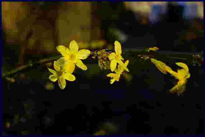 . . . noch einige Winterjasminblüten