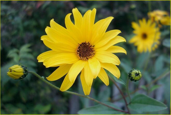 . . . noch einmal Topinambur-GELB