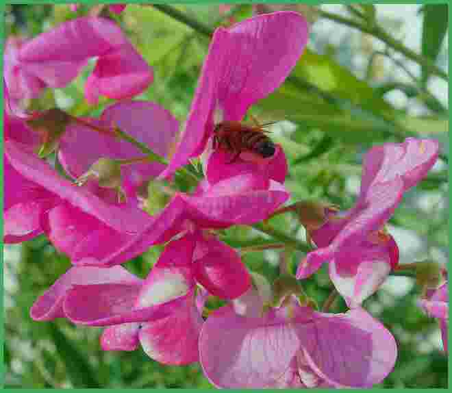 . . . noch ein zauberhaftes Lila-pink