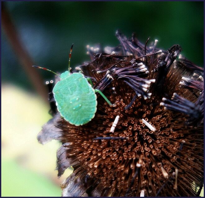 Bin leider sehr klein und nur grün 