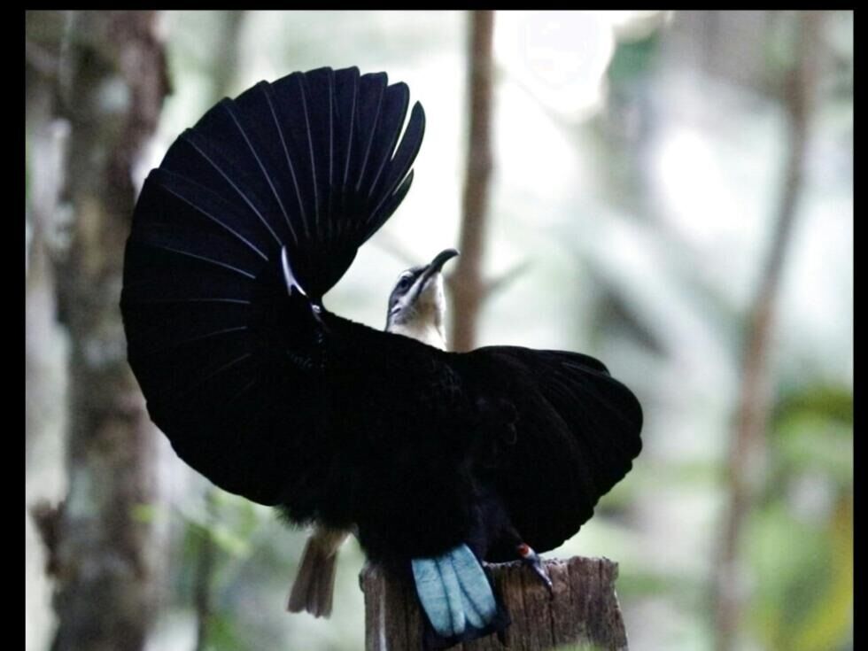 Le hiter ples vodi do parjenja pri rajskih pticah