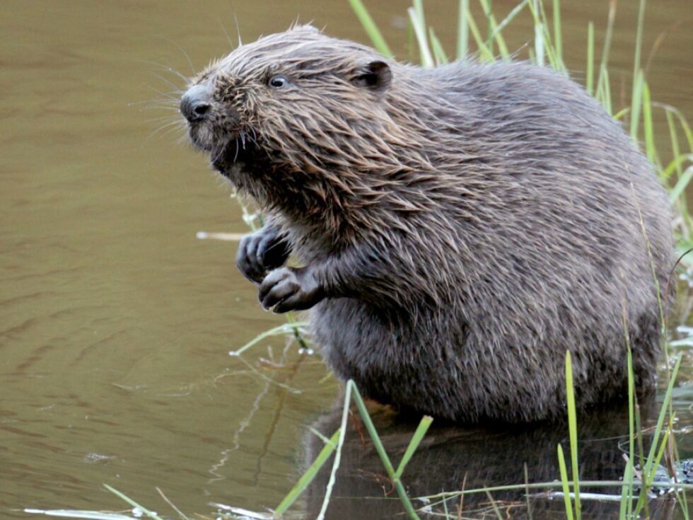 Gornja Avstrija bo pod določenimi pogoji dovolila odstrel bobrov