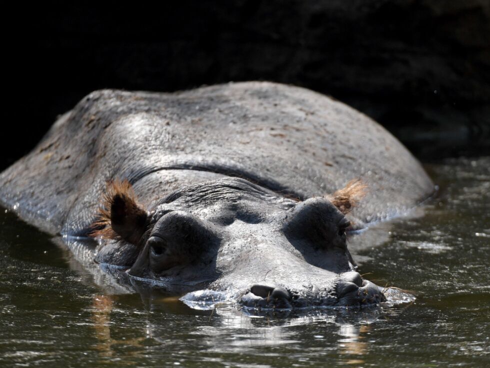 Offenbar elf Tote durch Flusspferd in der Elfenbeinküste