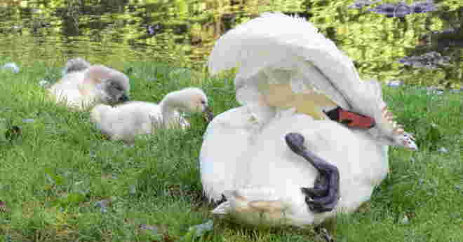 "OHNE UNS----PAPA"