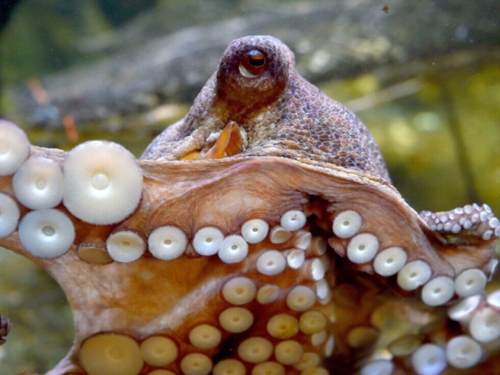Oktopusse benutzen bestimmte Arme für spezielle Aufgaben