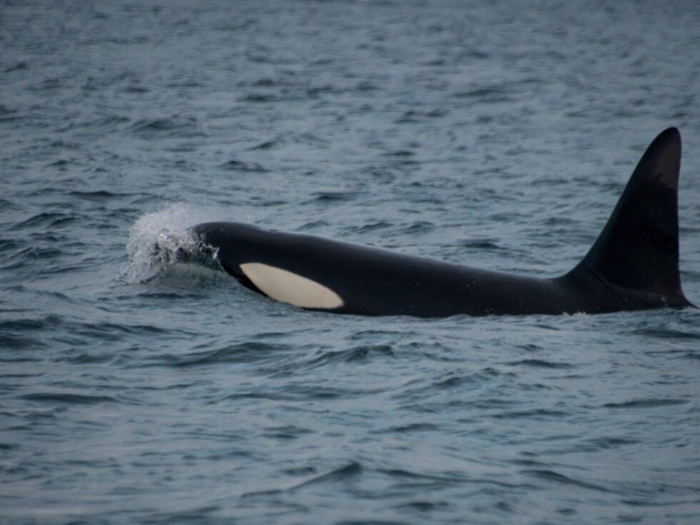 Orcas versenken Segeljacht vor Portugal