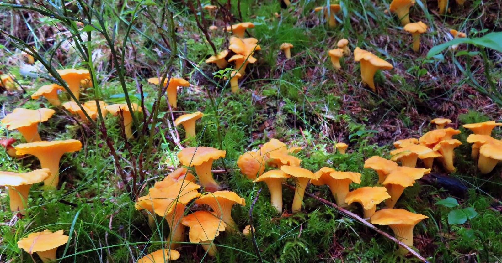 Pfifferlinge: Reiche Ernte in Bramberg am Wildkogel | Schöne Heimat ...