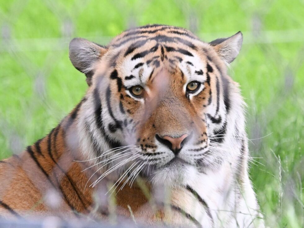 V živalskem vrtu v Jeruzalemu tigra ubil oskrbnika