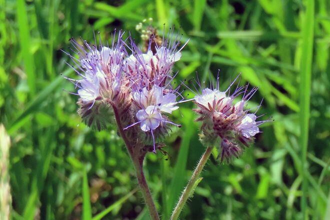Phacelia. der Bienenfreund