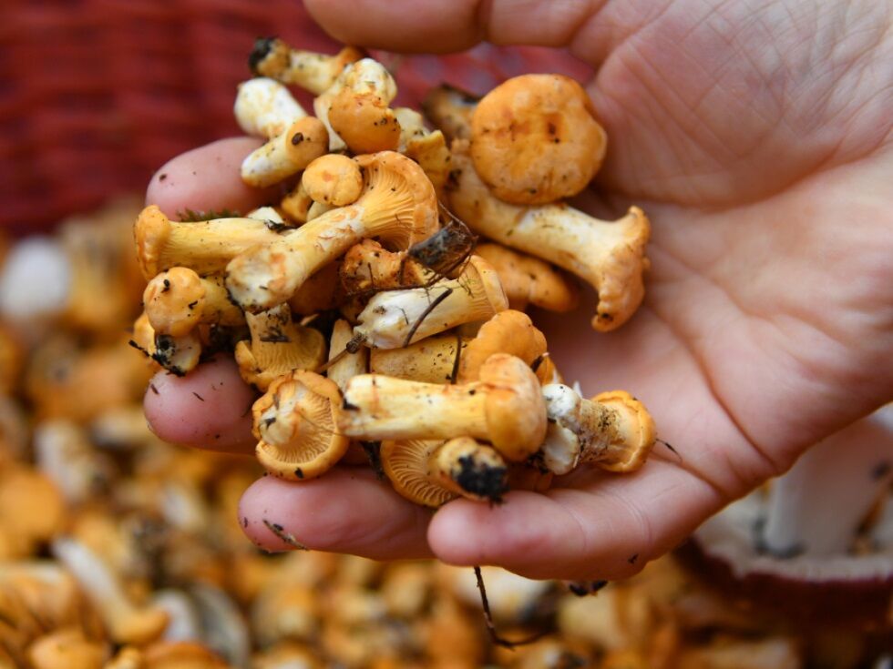 Pilzwachstum in Österreich profitiert von nassem Sommer