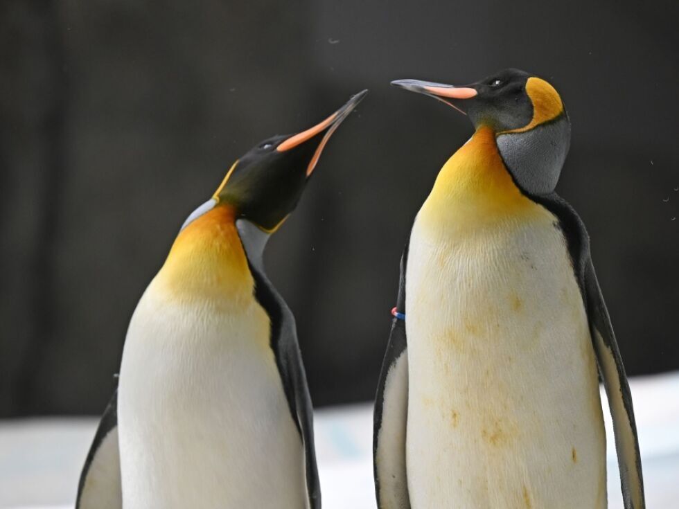 Pinguine in der Antarktis langfristig bedroht