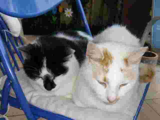 <WebTitel>Katzenflüsterei half. </WebTitel><WebVorspann></WebVorspann> 