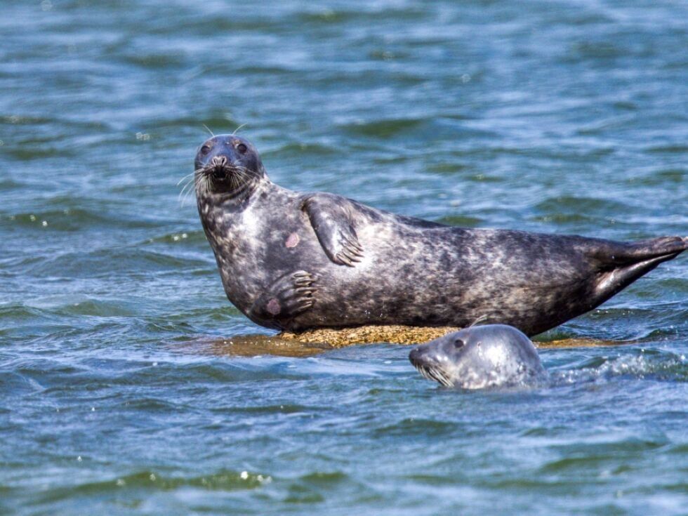 Policisti v Hamburgu rešili poškodovano tjulnja iz Labe