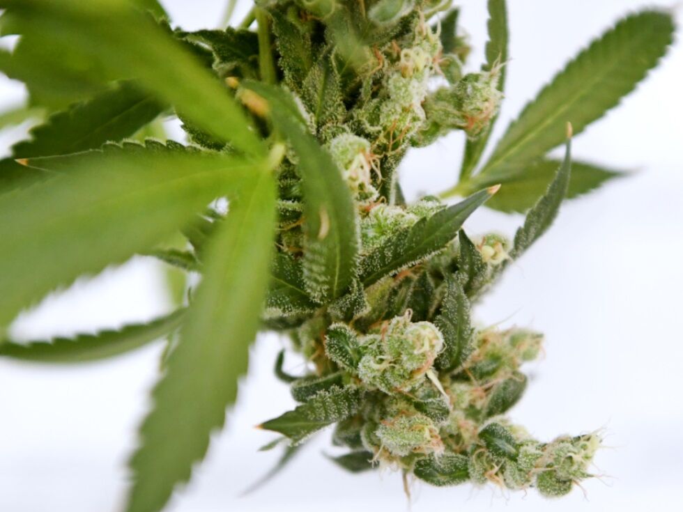 Polizei sprengte brutal agierende Drogenbande in Graz