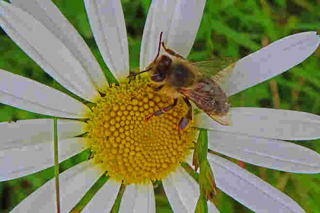 Pollentankstelle