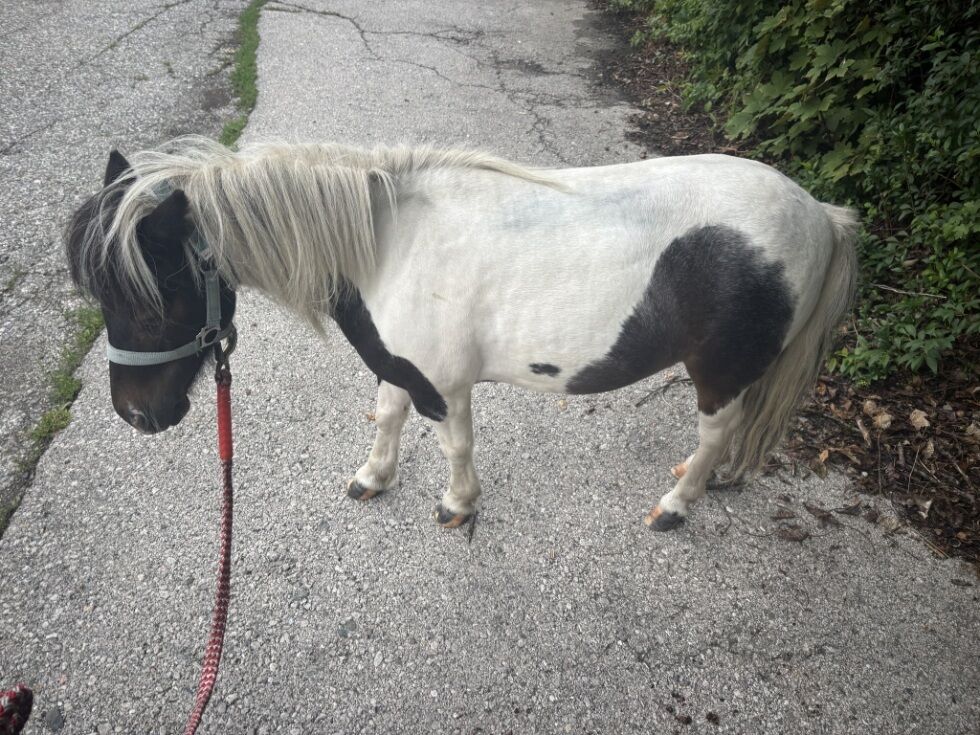 Pony rennt allein durch Klagenfurt