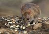 Immer mehr Ratten dank mildem Winter: Salzburger Kammerjägerin gibt Tipps