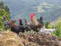 Vogelgrippe: Verdachtsfälle in Salzburg werden abgeklärt