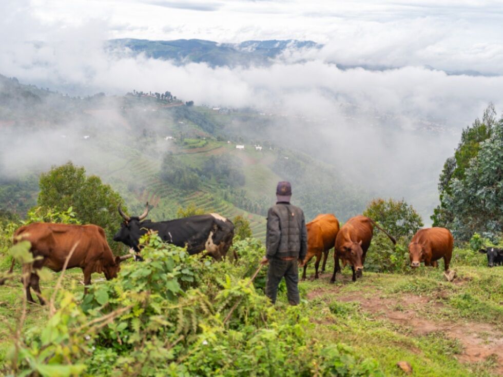 Raziskovalci ugotovili odpornost proti antibiotikom pri psih v Ruandi, tudi brez tesnega stika z ljudmi