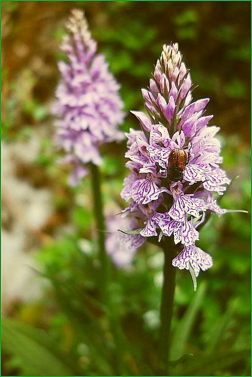 . . . respektlos gefräßig . . . 