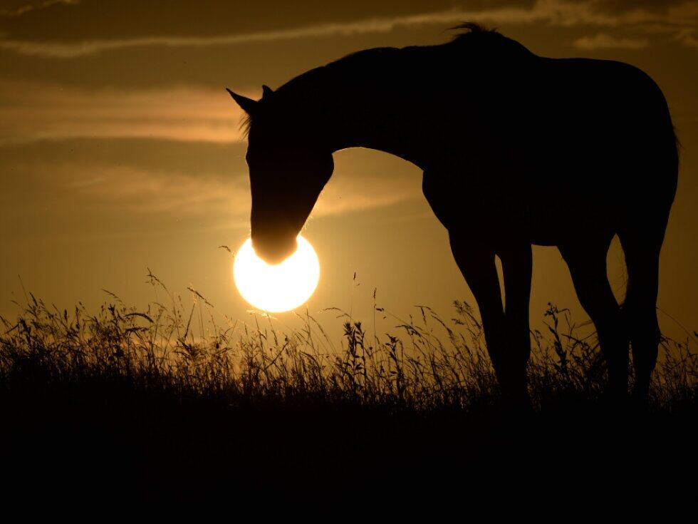 Rimski osvajalci so imeli večje konje kot Germani v okolici Dunaja