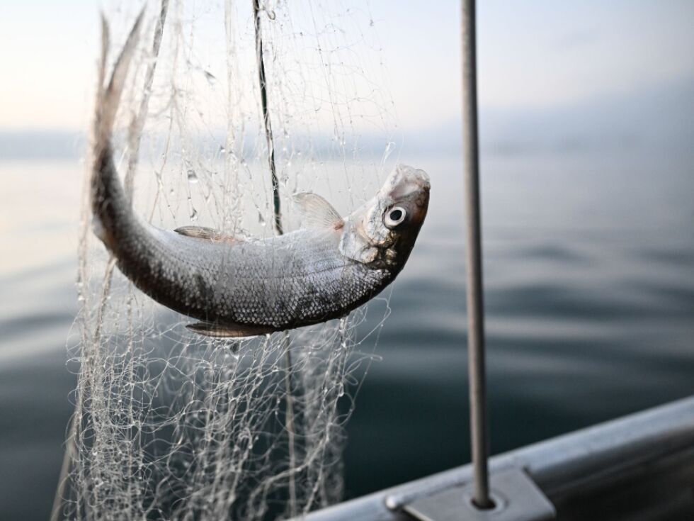 Raziskovalci uganka nenadnega upada populacije triostnega trnka v Bodenskem jezeru