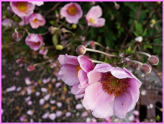 . . .  sanftlieblich am Straßenrand . . . 