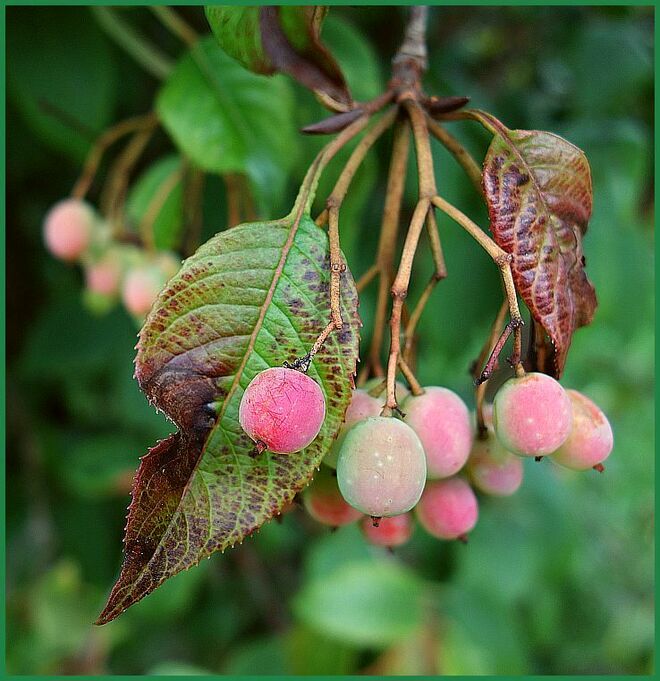 Schüchternes Rosarot