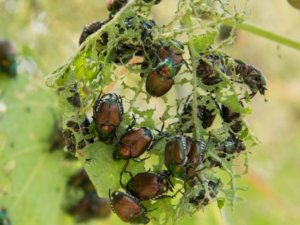 Der Schädling Japankäfer wurde erstmals in Österreich nachgewiesen