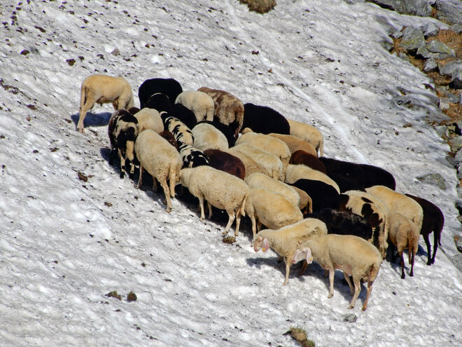 Schafe und Hitzewelle