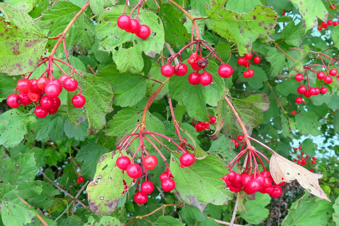 Gewöhnlicher oder Gemeiner Schneeball