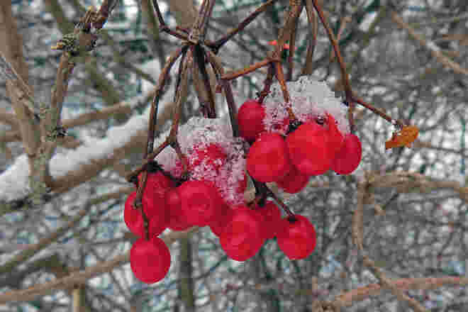 Schneeball: Die Beeren der kalten Jahreszeit
