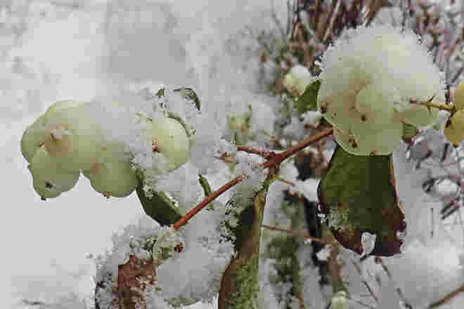 Gewöhnliche Schneebeere