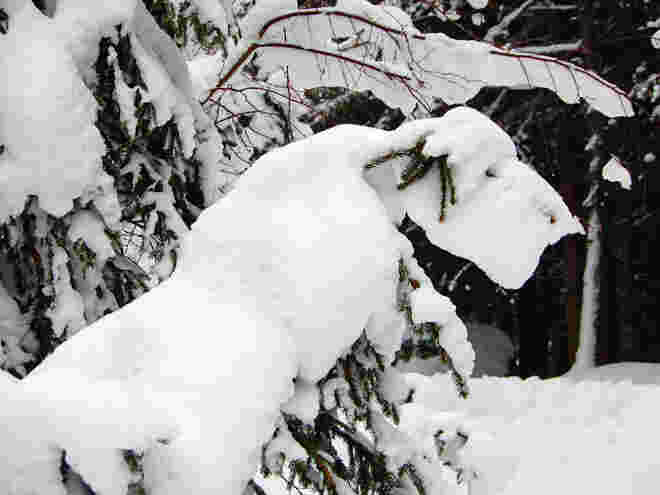 Schneehund