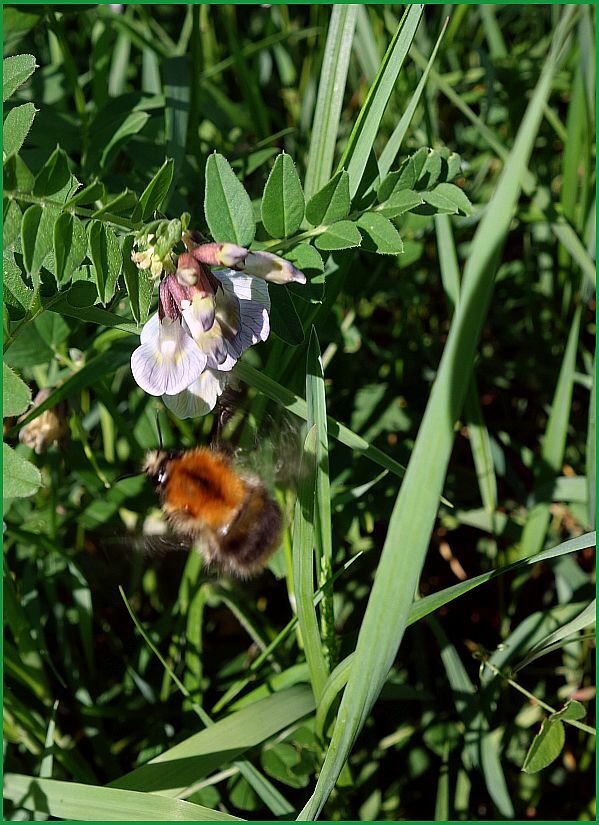 , . . auf auf zu den Esparsetten . . . 