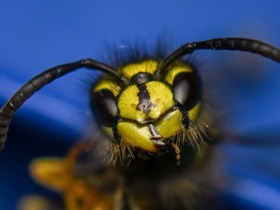 V Tirolski osja napadla šolski razred, otrok v bolnišnici zaradi alergijskega šoka