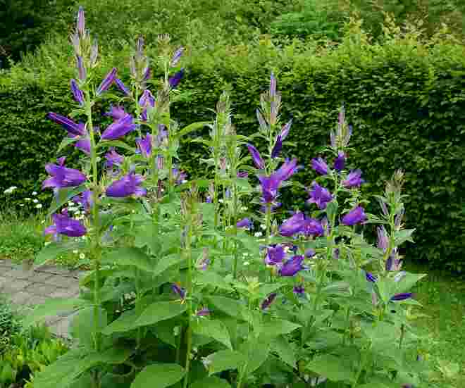. . .  schulterhohe Glockenblumen . . .