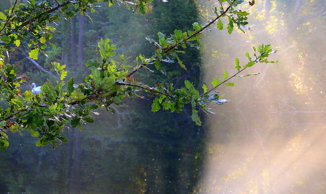 "SCHWAN UND  MORGENNEBEL"