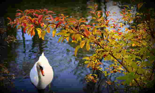 "VOM HERBST GESCHMÜCKT"