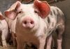 Schwein gehabt: Wie viel Platz darf's sein?