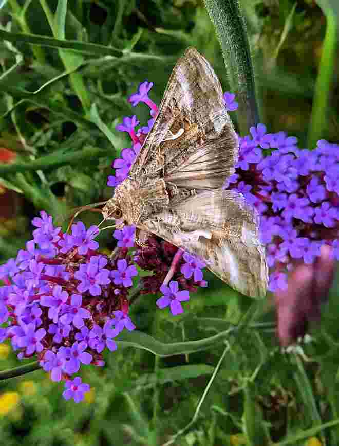 . . . schwirrender Abendschmetterling 